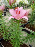 [1640 Termoli No02.JPG]